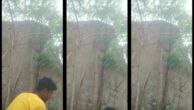 Desi Couple Jungle Passionate Fuck Outdoors