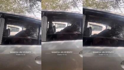 University Horny Lover Gf Sucking Bf’s Dick In Car When Parked In Public Place