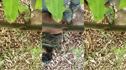 Desi Bhabi Affair Outdoor Fucking Big Ass
